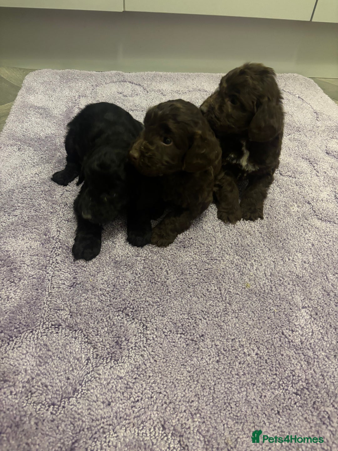 Cockapoo dogs for sale: Cockapoo puppies  - Advert 4