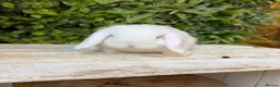 Mini Lop rabbits for sale: Mini lop boys  - Advert 2