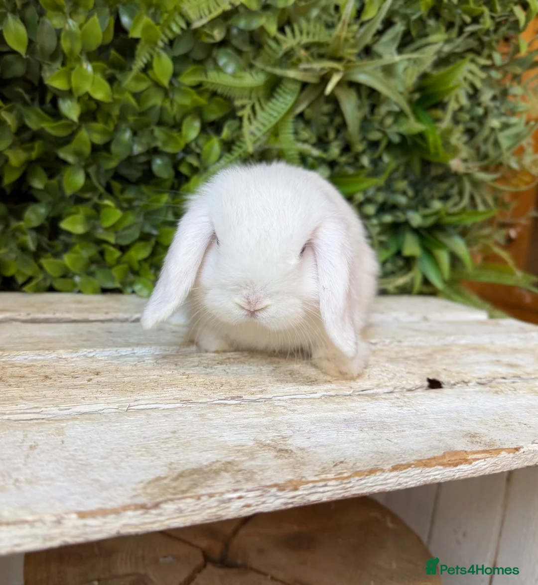 Mini Lop rabbits for sale: Mini lop boys  - Advert 2