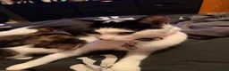 American Wirehair cats for sale: 1 Male 1 Female kitten - Advert 1