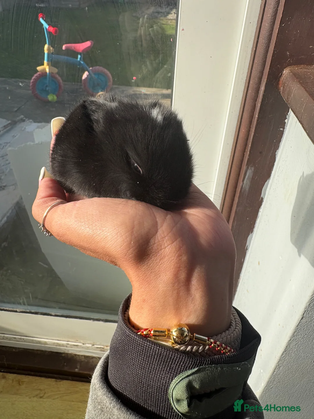 Mini Lop rabbits for sale: Baby rabbits  - Advert 14