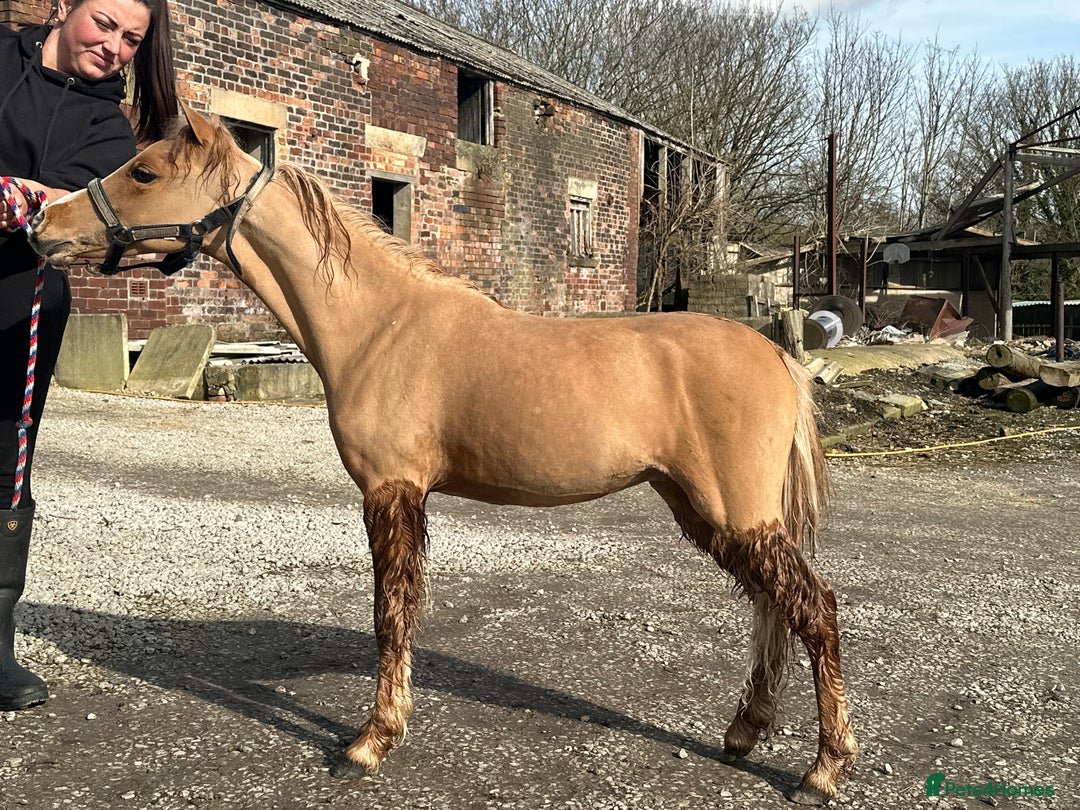 Miniature horses for sale: Miniature yearling colt  - Image 2