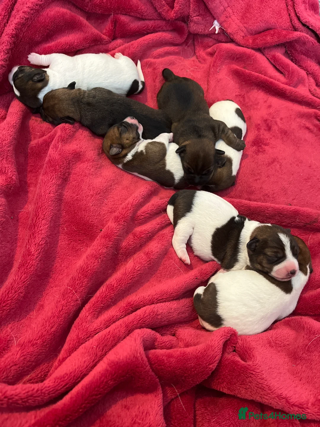 Jack Russell dogs for sale: Jack Russell puppies - Advert 2