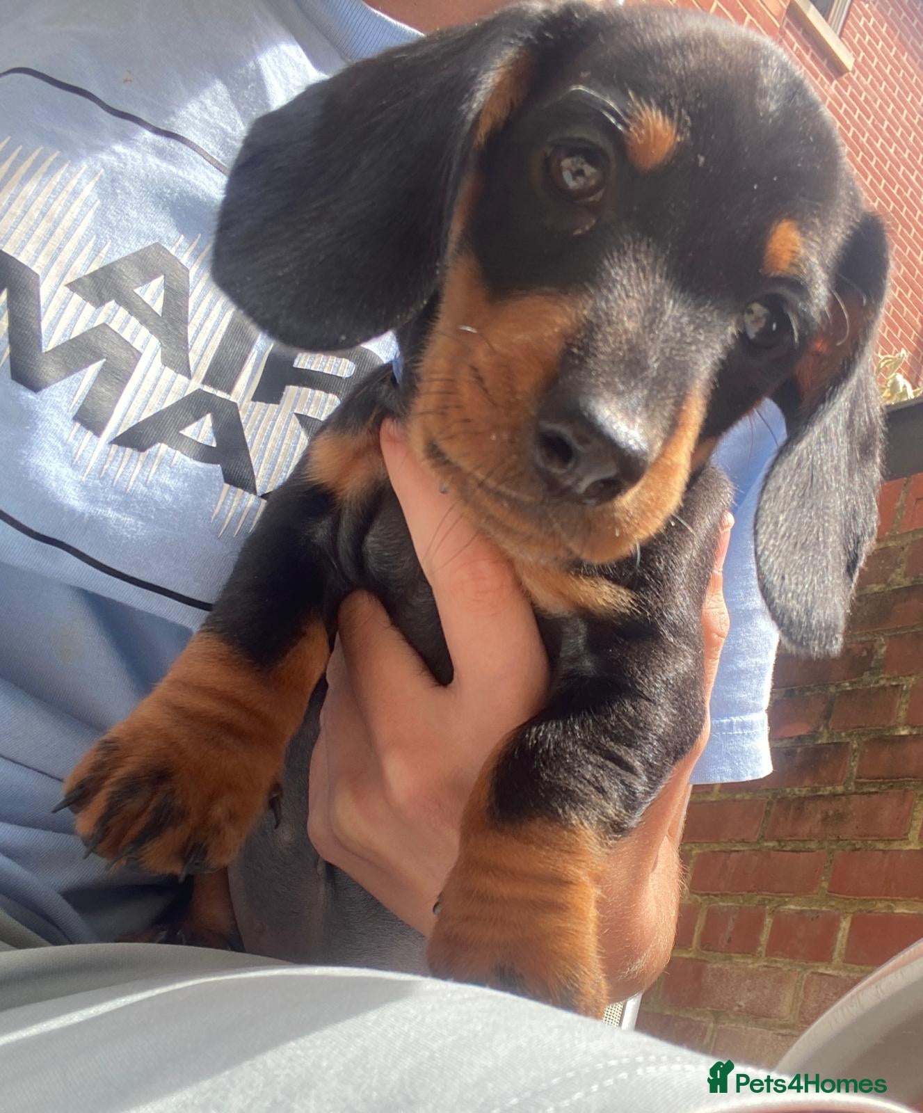 Dachshund dogs Dachund for sale poringland norwich - Advert 1