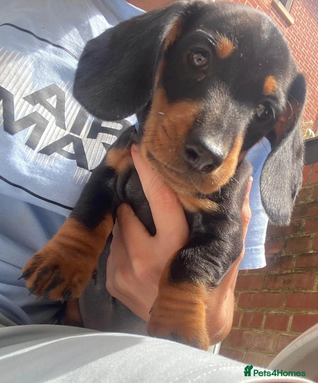 Dachshund dogs for sale: Dachund for sale poringland norwich - Advert 1