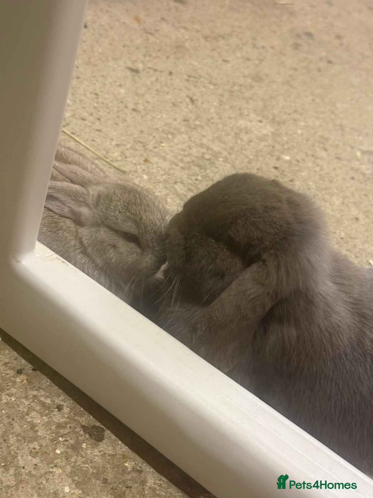 Dwarf Lop rabbits 2 male lops for sale  - Advert 10