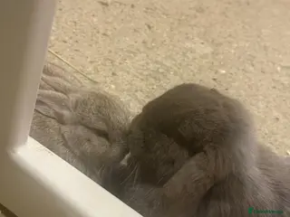 Dwarf Lop rabbits 2 male lops for sale - Advert 10