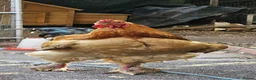 Chickens poultry for sale: Great Hybrid Chicks in Coventry - Advert 5