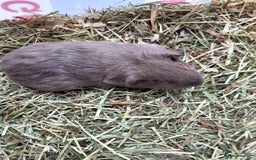 Guinea Pig rodents for sale: A pair of baby boys looking for a loving home. - Image 5