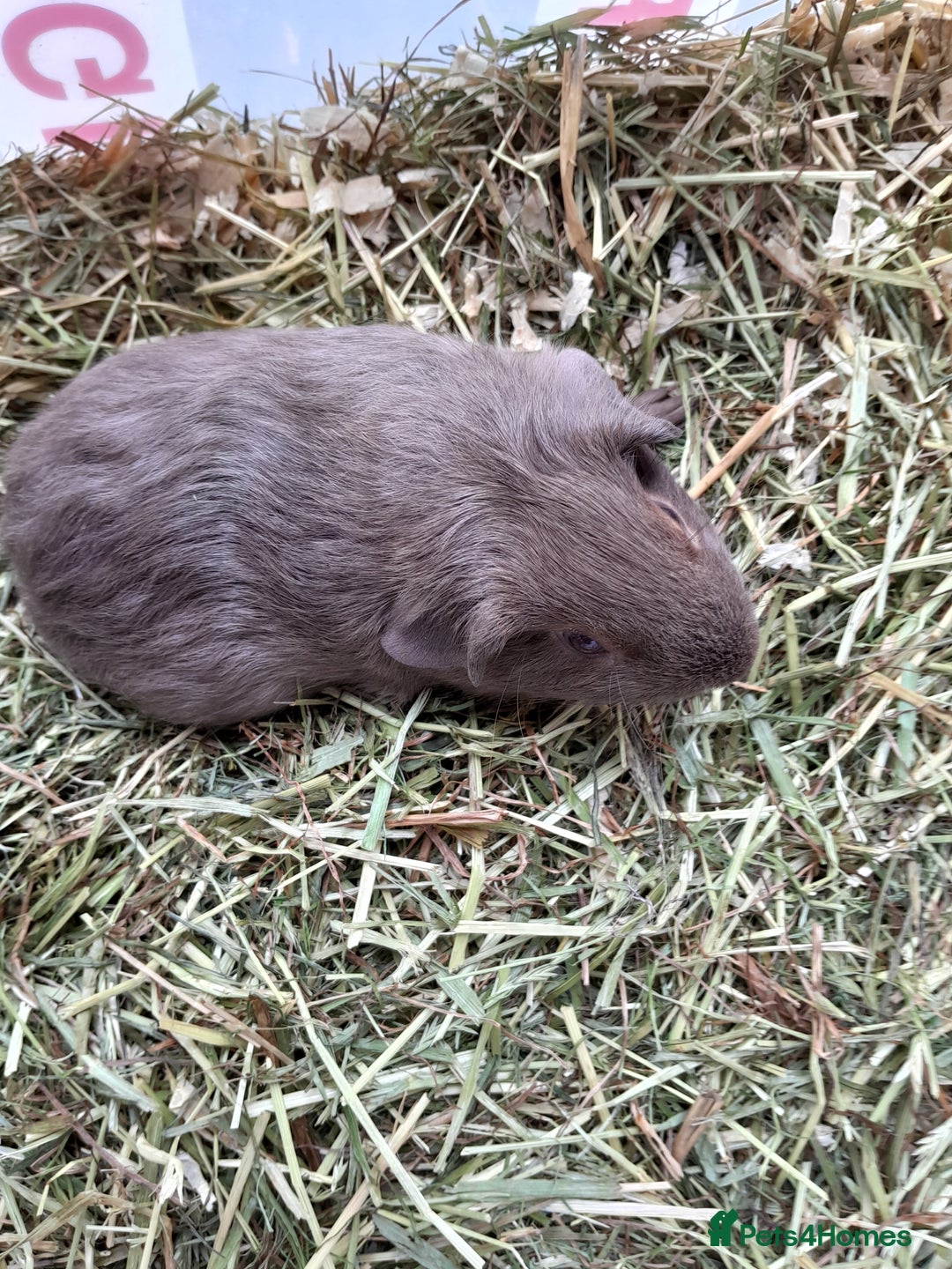 Guinea Pig rodents for sale: A pair of baby boys looking for a loving home. - Image 5