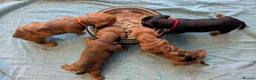 Miniature Dachshund dogs for sale: Miniature Dachshund pups  in Llanybydder - Advert 2