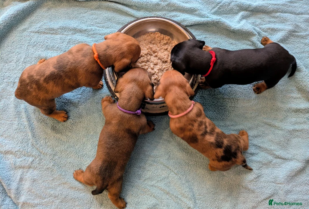 Miniature Dachshund dogs for sale: Miniature Dachshund pups  in Llanybydder - Advert 2
