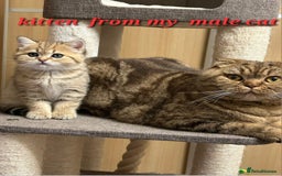 Scottish Fold cats for stud:  Amazing Scottish straight gold male for stud  - Image 6