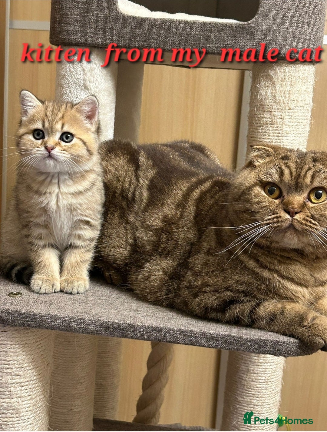 Scottish Fold cats for stud:  Amazing Scottish straight gold male for stud  - Image 6