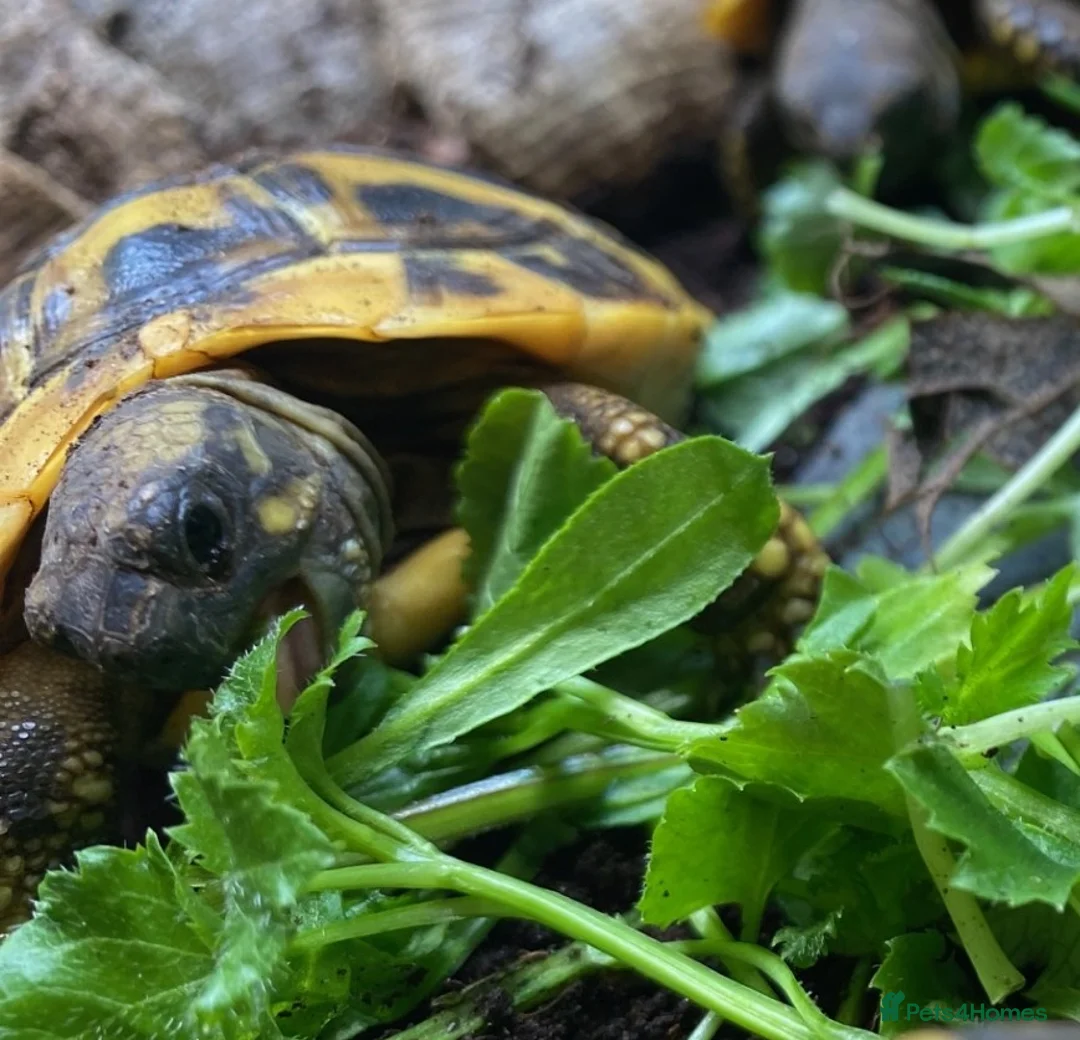 Tortoise reptiles for sale: Hermanns Tortoise (Baby / Hatchling) - Advert 6