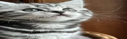 British Shorthair cats for sale: Beautiful litter ofBSH  Silver Tabby Kittens - Advert 5