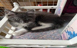 Maine Coon cats for sale: 3 Beautiful Main Coon - Image 6