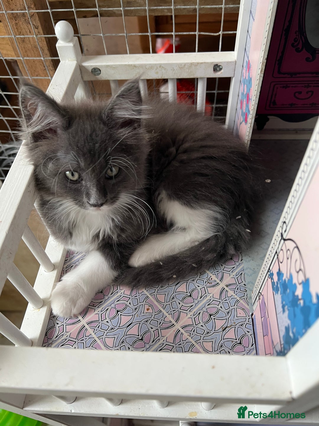 Maine Coon cats for sale: 3 Beautiful Main Coon - Image 6