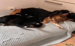 Border Collie dogs for sale: Tri coloured border collies  - Image 4