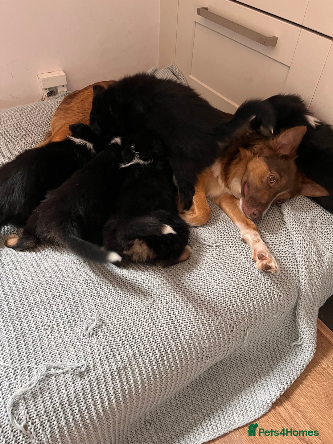 Border Collie dogs for sale: Tri coloured border collies  - Image 4