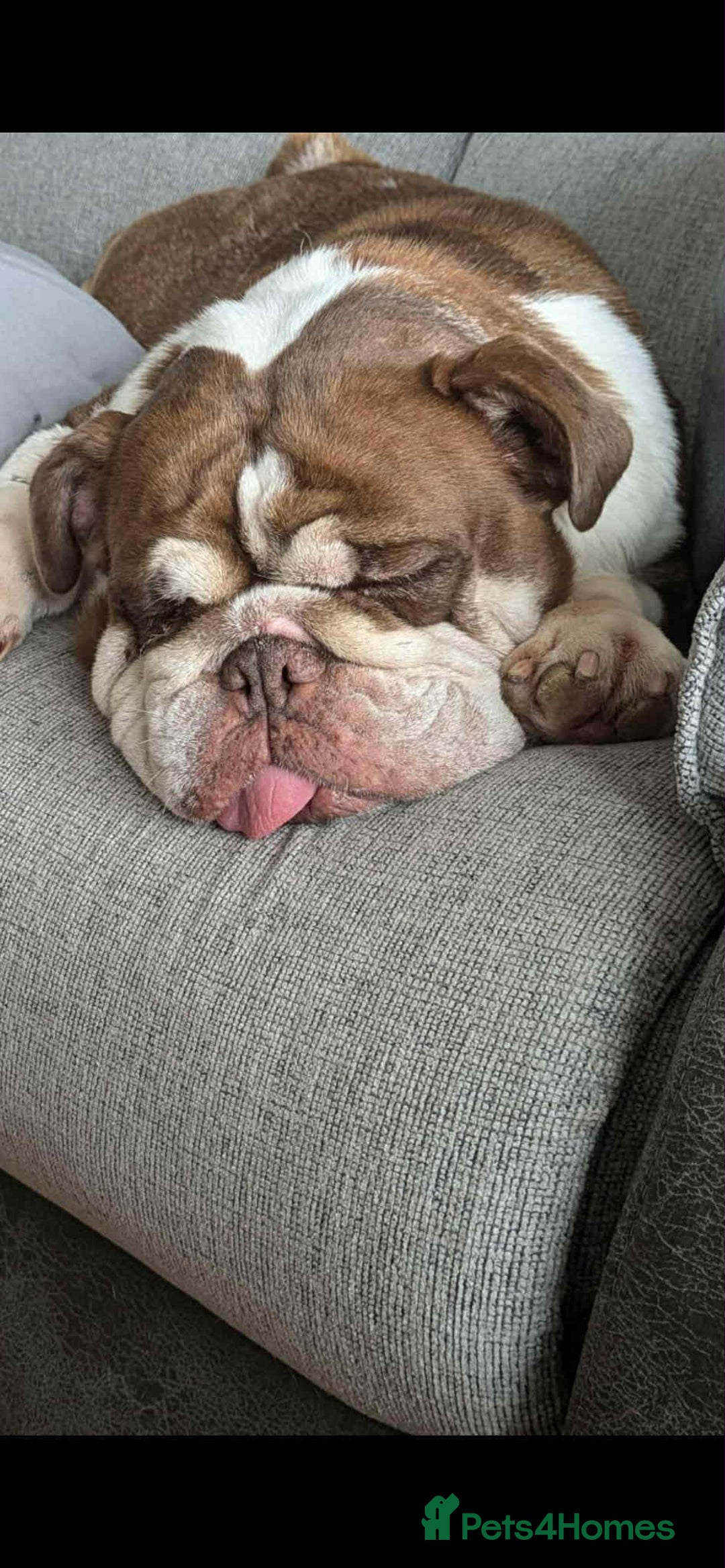 English Bulldog dogs for adoption: Talulah needs a loving home  - Image 4