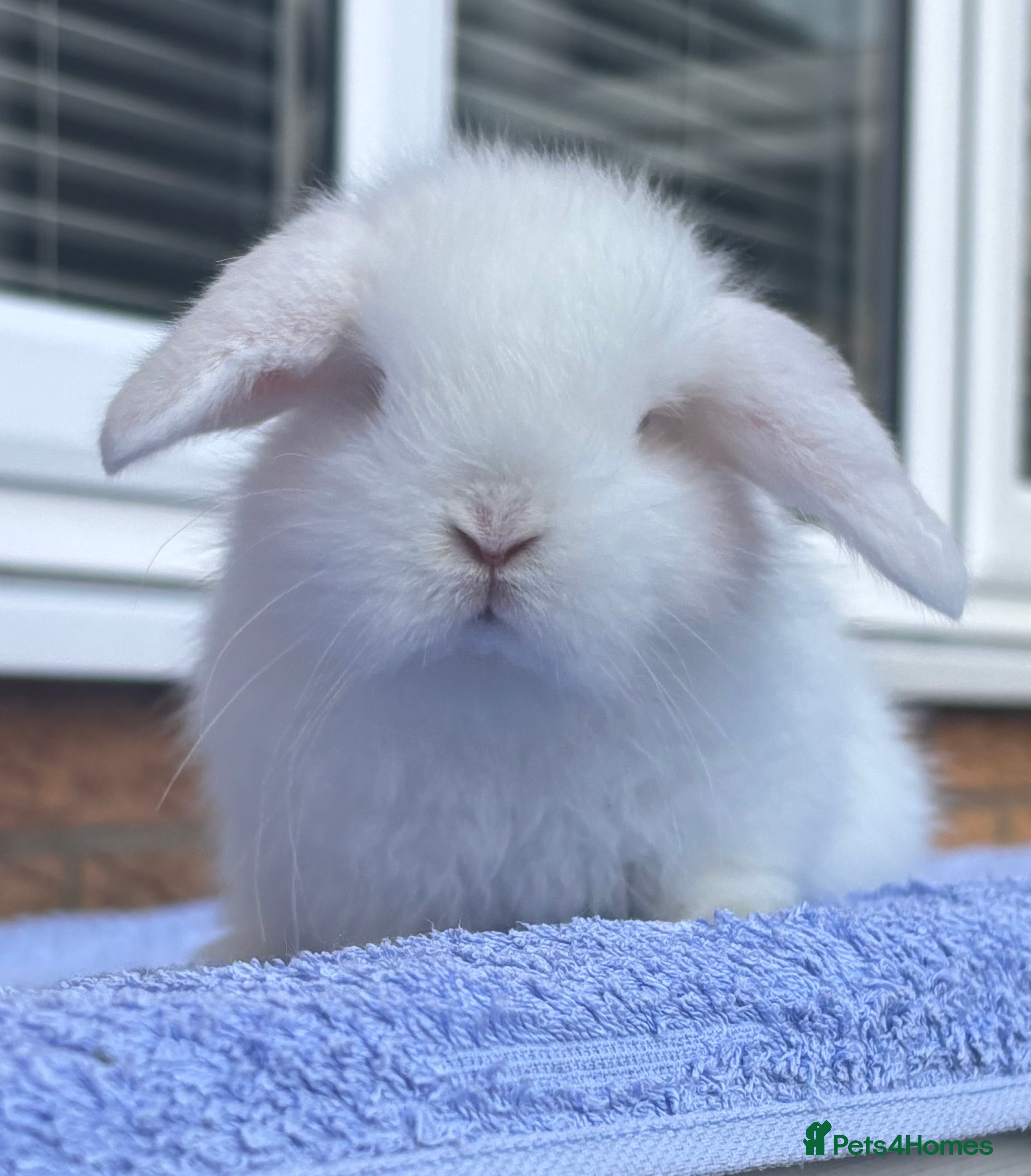 Mini Lop rabbits Adorable Pure Bred Baby Mini Lops - Advert 6