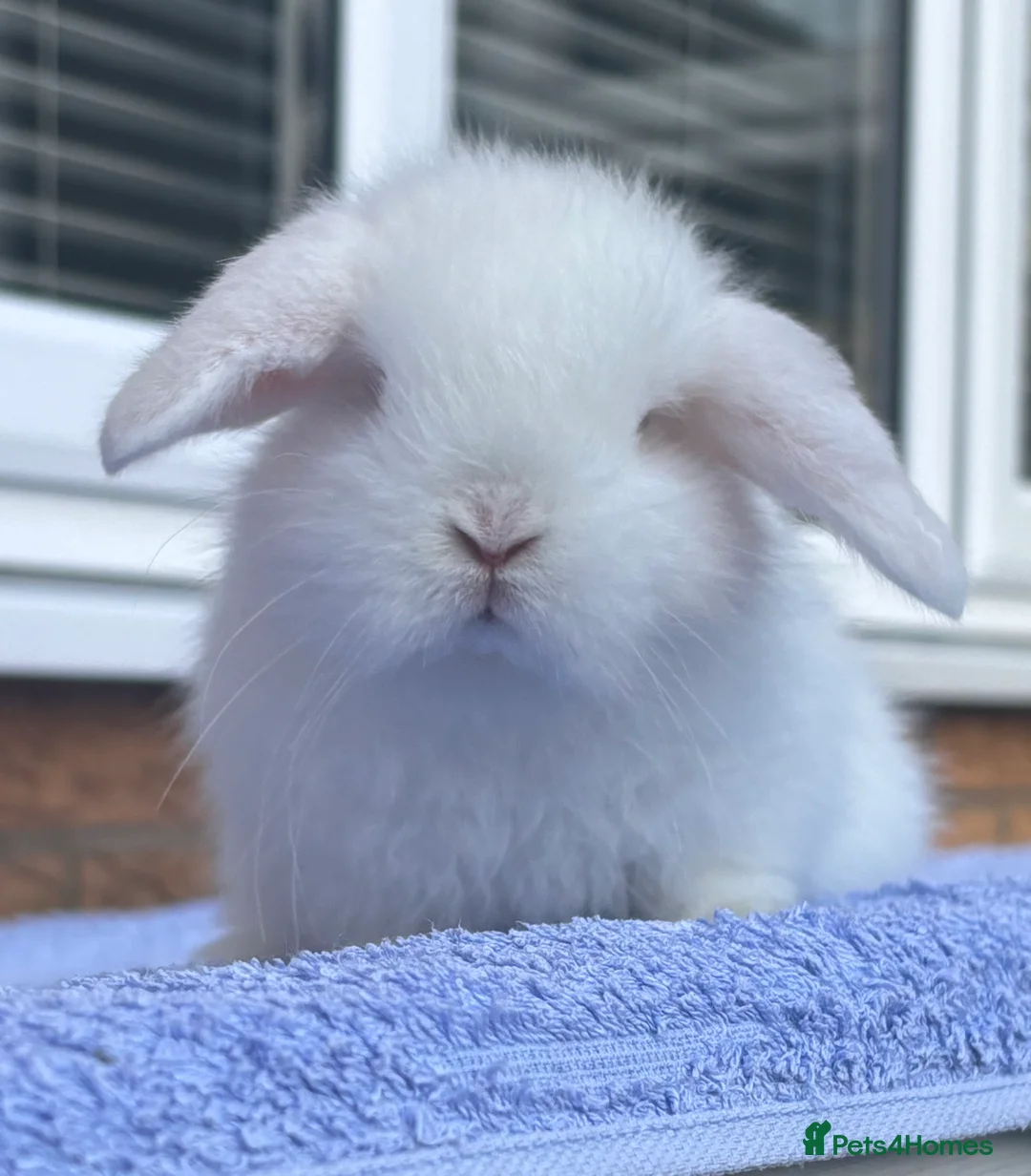 Mini Lop rabbits for sale: Adorable Pure Bred Baby Mini Lops - Advert 1