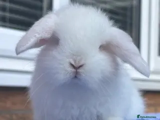 Mini Lop rabbits Adorable Pure Bred Baby Mini Lops - Advert 6