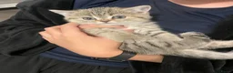 Mixed Breed cats for sale: 5 Beautiful Kittens Ready For Loving Homes - Advert 33