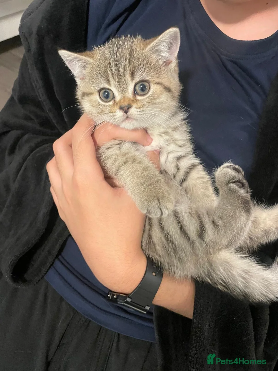 Mixed Breed cats for sale: 5 Beautiful Kittens Ready For Loving Homes - Advert 33