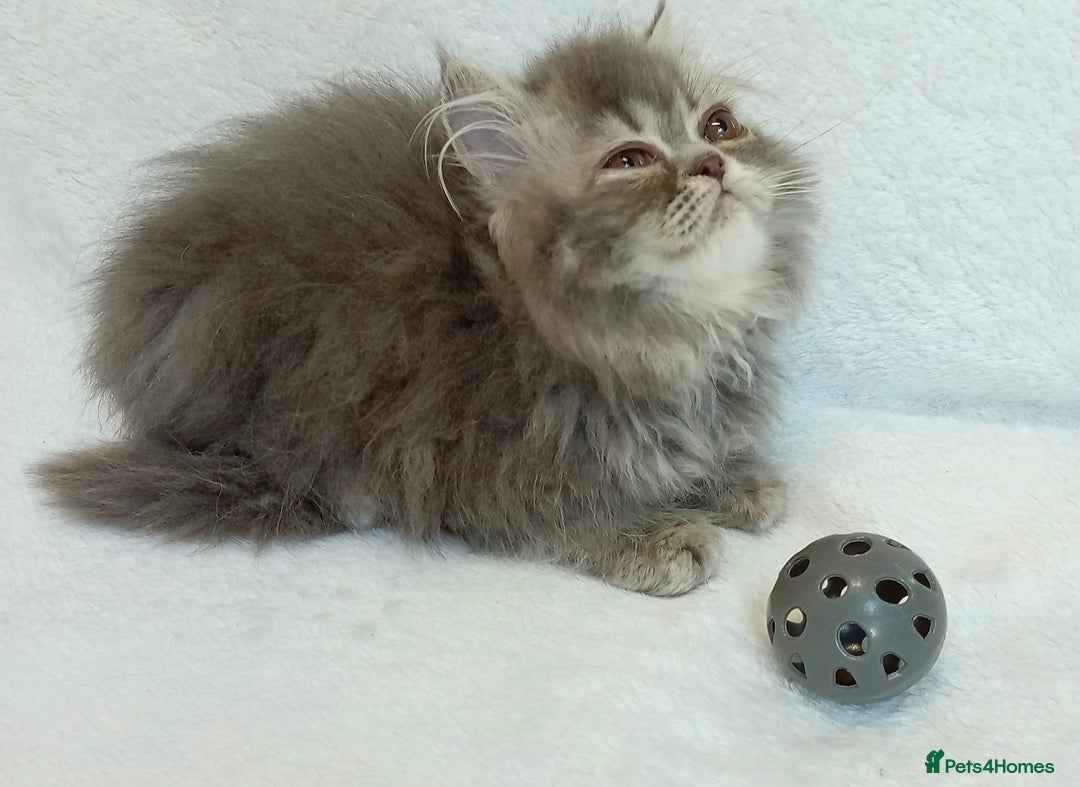 Exotic cats for sale: CHUBBY KITTENS - Image 14