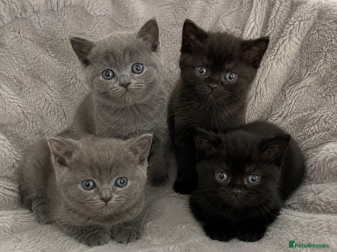 Mixed Breed cats for sale: British short hair x tabby kittens for sale. in Leicester - Advert 2