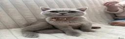 British Shorthair cats for sale: Gorgeous British shorthairs  - Advert 8