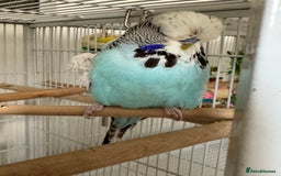 Budgerigars birds for sale: Beautiful Hand Reared Exhibition Budgie - Advert 6