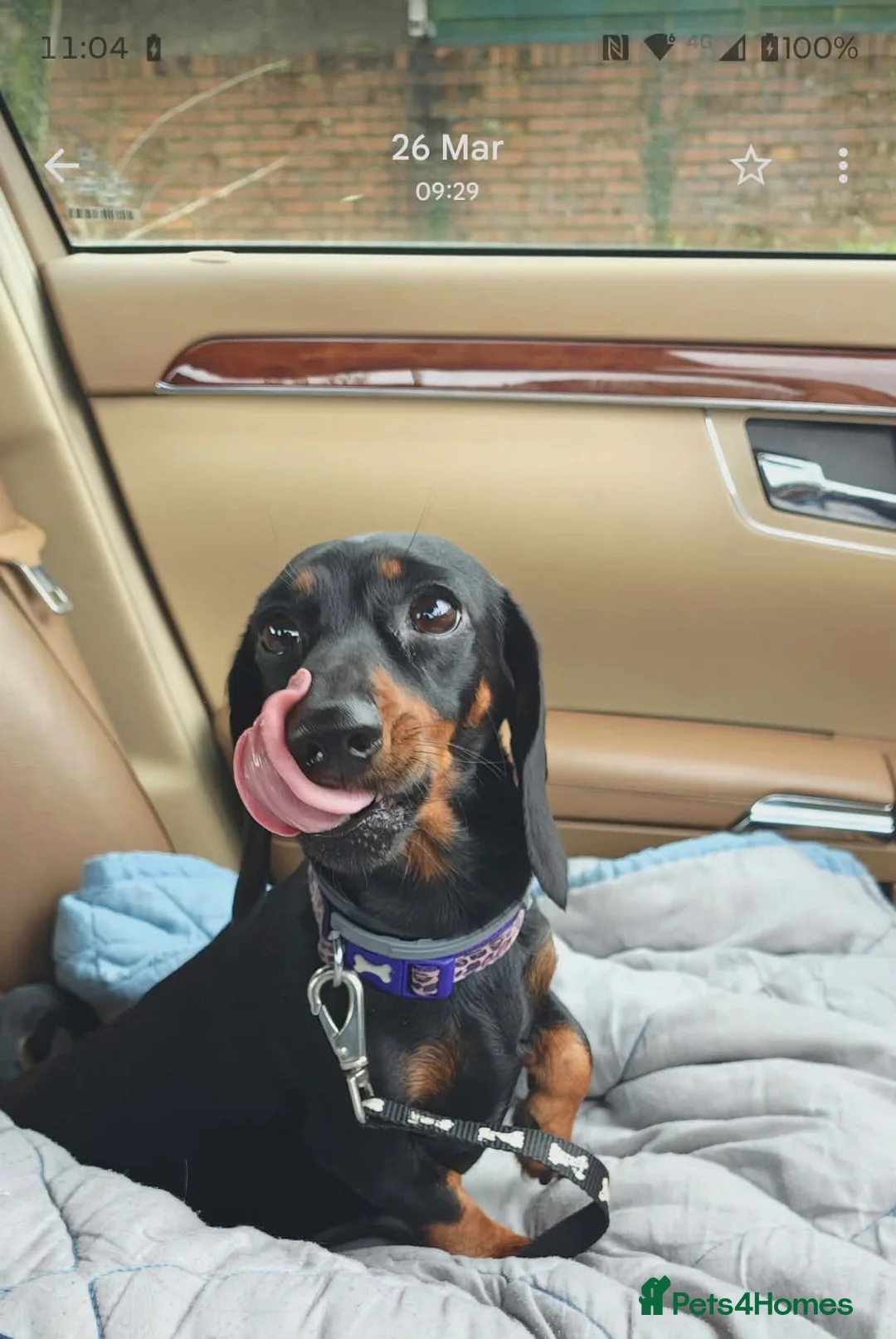 Miniature Dachshund dogs for sale: Miniature dachshund babies  - Advert 2