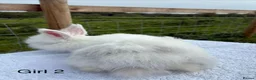 Mixed Breed rabbits for sale: Teddy Widder / Teddy Dwerg rabbits for sale  - Advert 10