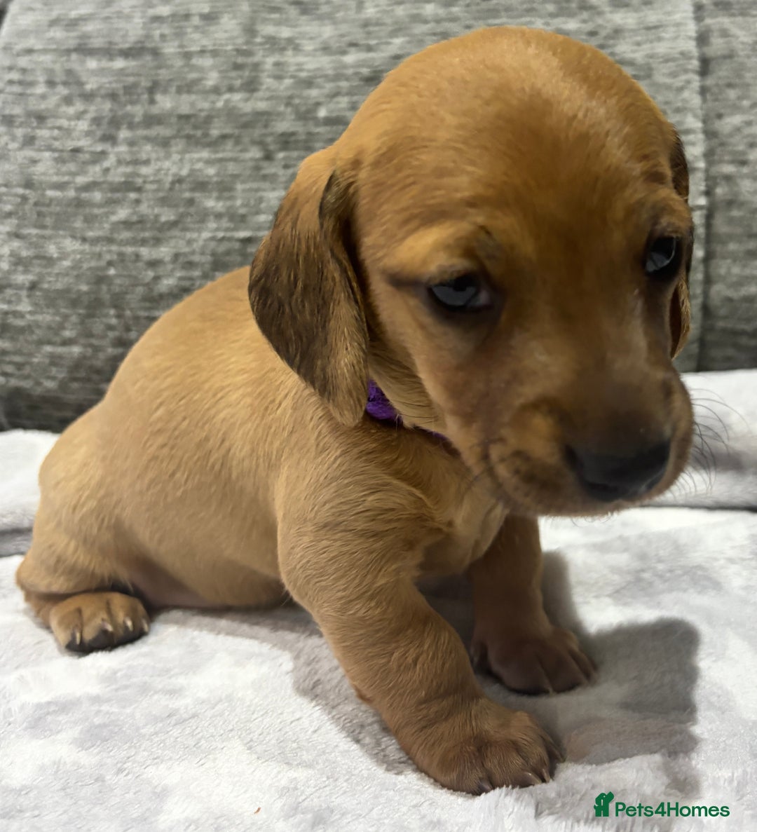Miniature Dachshund dogs for sale: Beautiful KC Reg Miniature Dachshund Puppies - Image 9