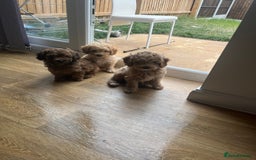 Cavapoo dogs for sale: F1b cavapoo puppies  in Kidderminster - Image 1