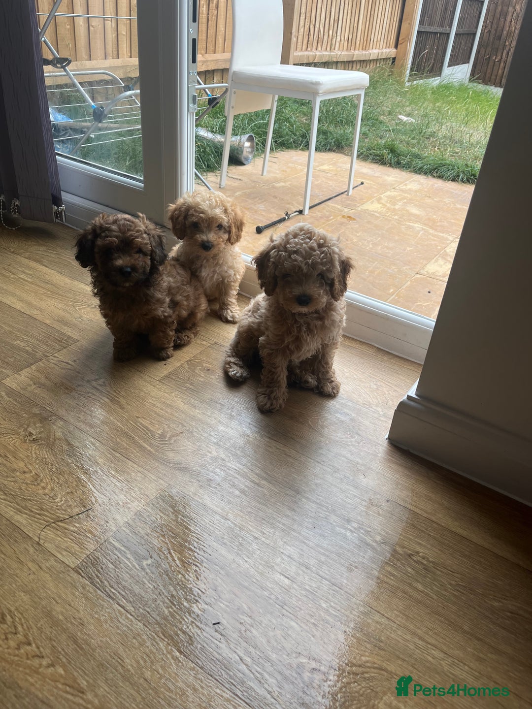 Cavapoo dogs for sale: F1b cavapoo puppies  in Kidderminster - Image 1