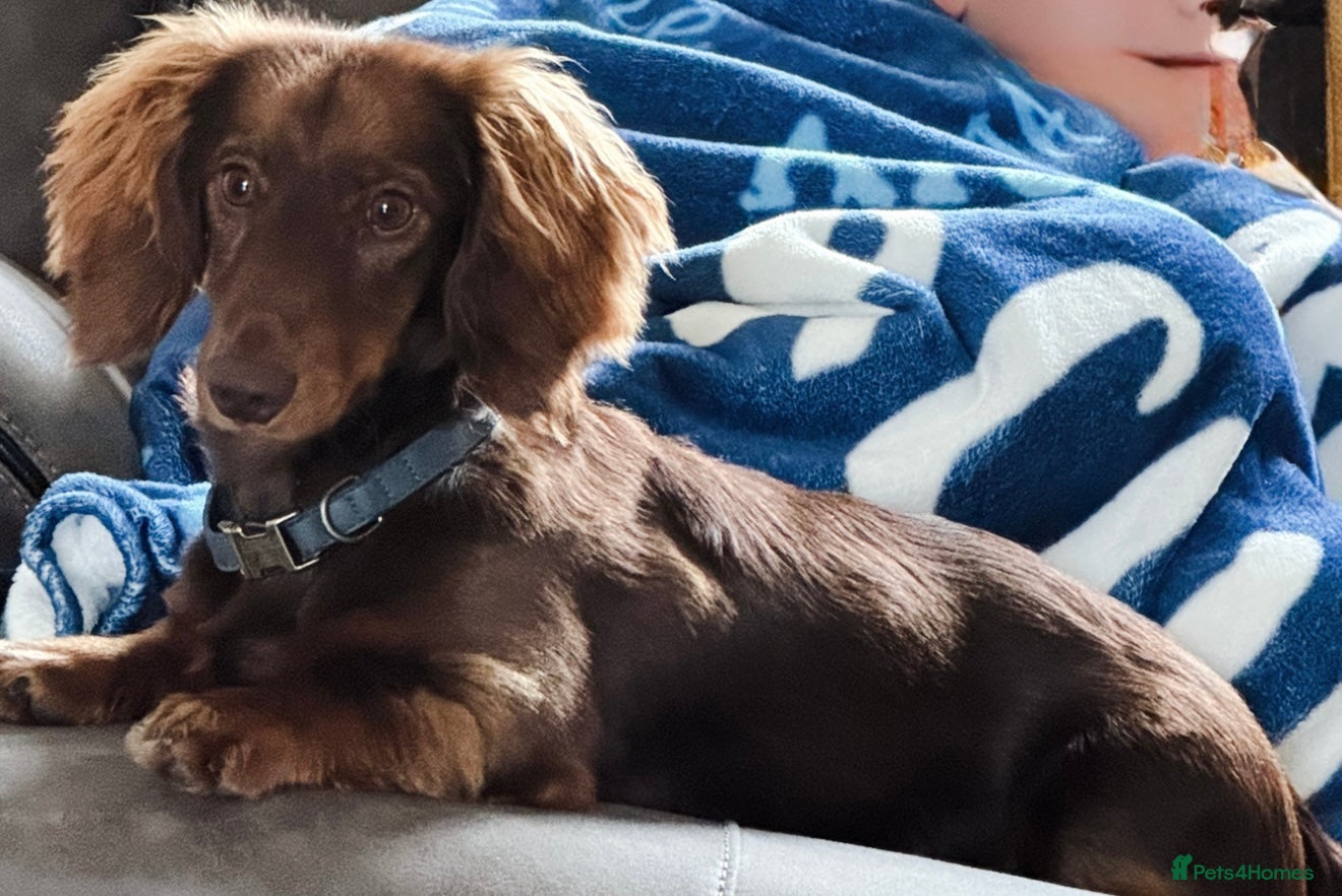 Miniature Dachshund dogs Miniature long haired dachshund  - Advert 19