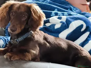 Miniature Dachshund dogs Miniature long haired dachshund - Advert 19