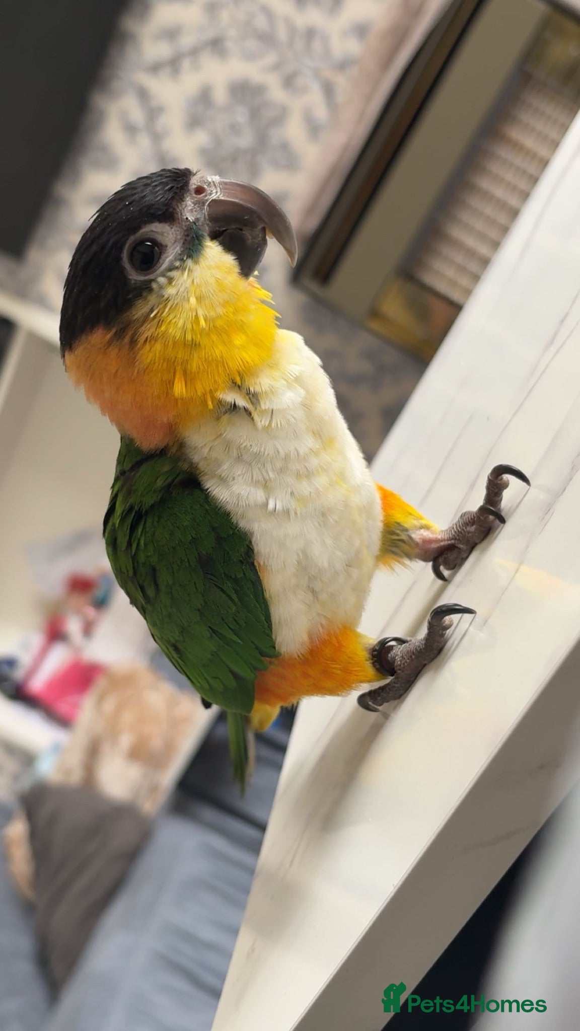 Parrots birds Black Headed Caique - Advert 1