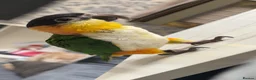 Parrots birds for sale: Black Headed Caique - Advert 1