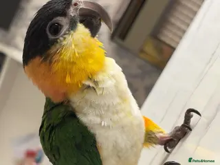 Parrots birds Black Headed Caique - Advert 2