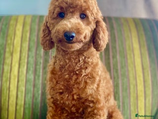 Miniature Poodle dogs in Woodbridge - Advert 7