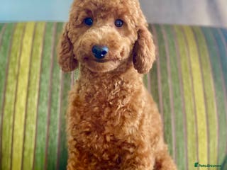 Miniature Poodle dogs MINIATURE POODLE FOX RED KC HEALTH TESTED in Woodbridge - Advert 14