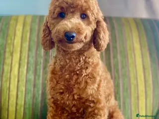 Miniature Poodle dogs MINIATURE POODLE FOX RED KC HEALTH TESTED in Woodbridge - Advert 16