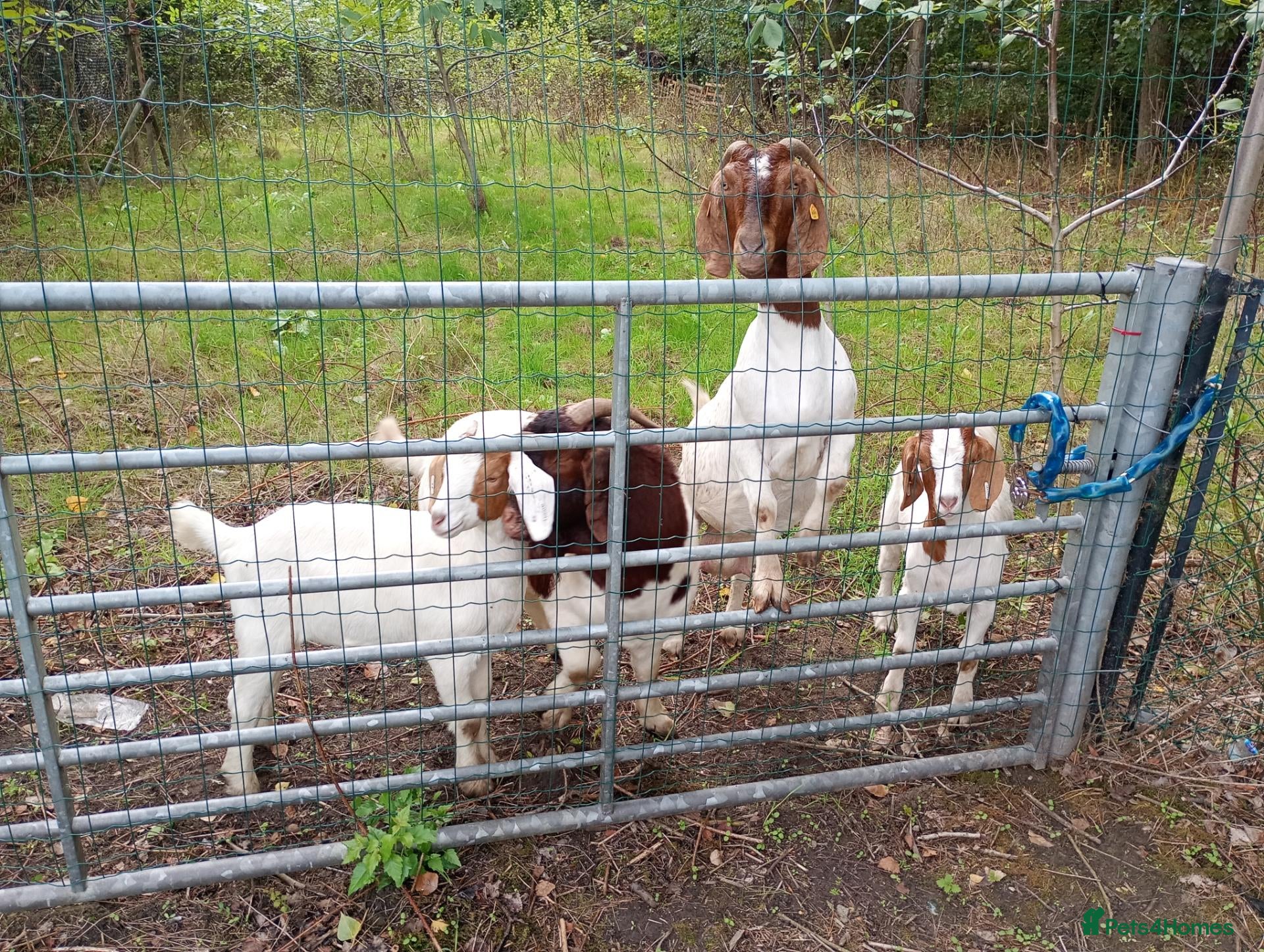Goats livestock for sale: Boer goats - Advert 1