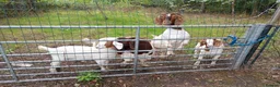 Goats livestock for sale: Boer goats in Deeside - Advert 1