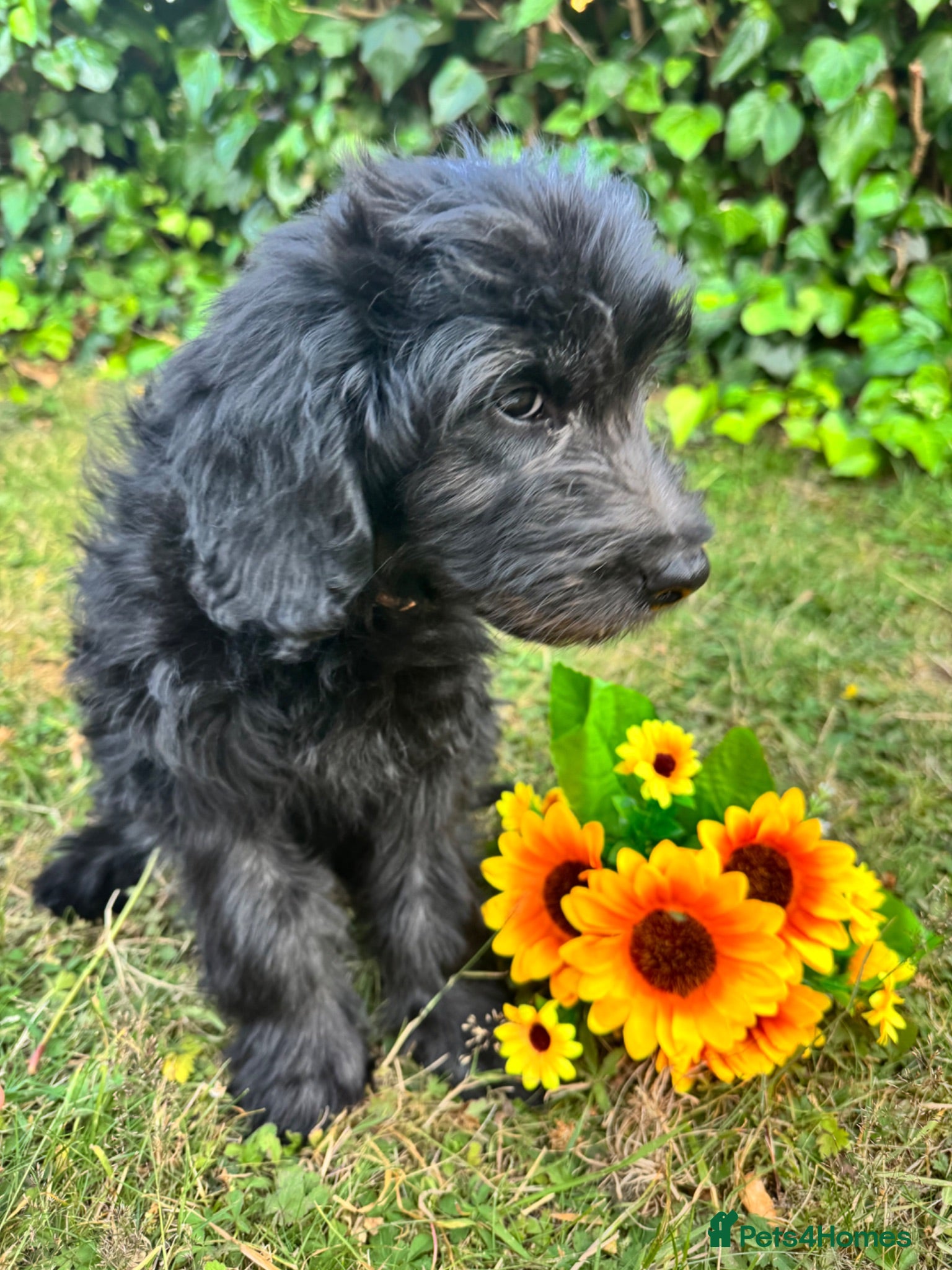 Mini Goldendoodle dogs F1 Mini Goldendoodles  *READY NOW* - Advert 2